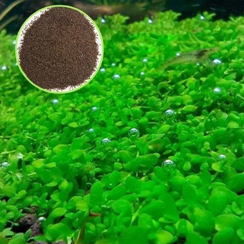 10pcs 1-2cm Marimo Moss Ball Cladophora Live Aquarium Plant Fish Tank  Shrimp *FREE SHIPPING - Pet Fish Plants