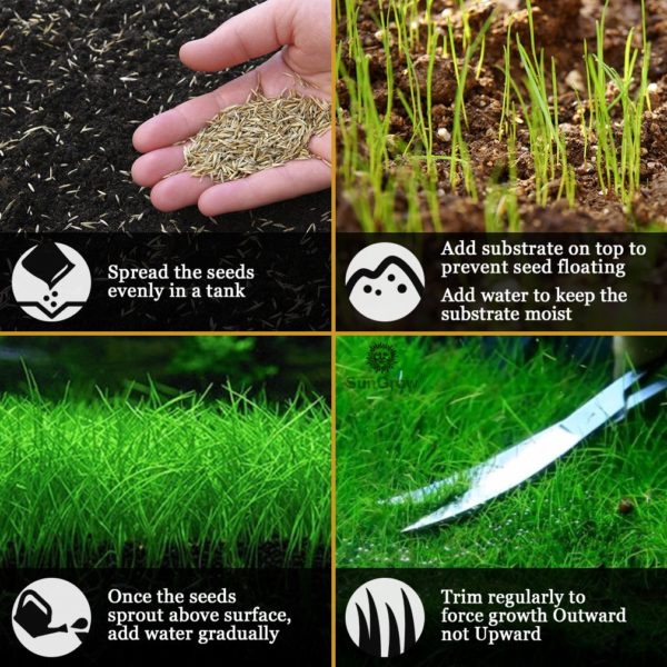 Aquarium Dwarf Grass Seeds to Grow Live Aquatic Plants (Eleocharis Parvula) Pet Fish Plants