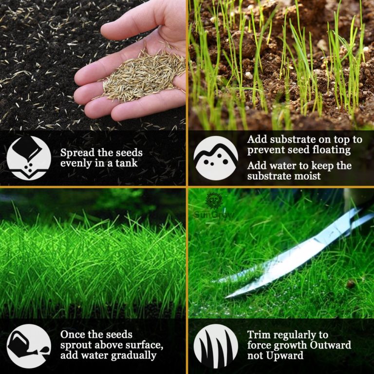 Aquarium Dwarf Grass Seeds to Grow Live Aquatic Plants (Eleocharis