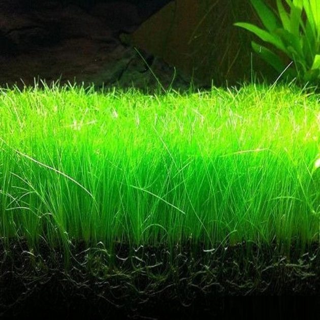 10 BEST AQUARIUM GRASS SPECIES FOR YOUR PLANTED TANK ( REVIEWS)