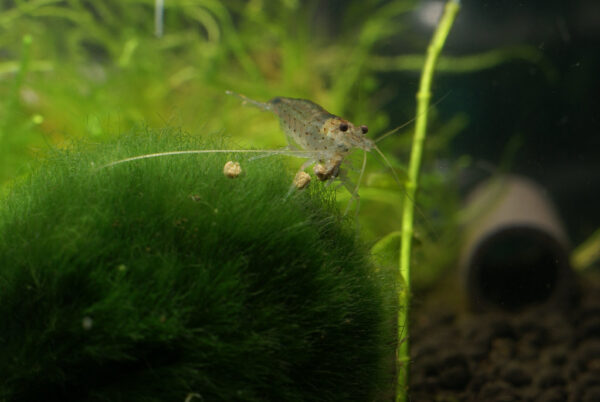 10pcs 1-2cm Marimo Moss Ball Cladophora Live Aquarium Plant Fish