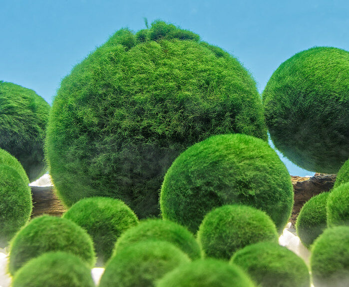 Marimo moss balls Live aquarium plant 1” (Remember to order heat