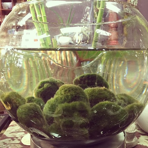 Plastic Moss Balls Decorative Semicircle Moss Balls For Fish Tank Live Hme