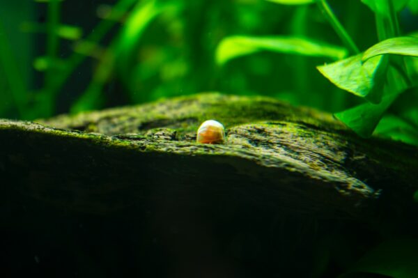 a snail is sitting on a mossy log
