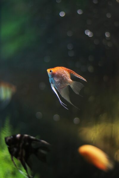 orange and blue fish in water