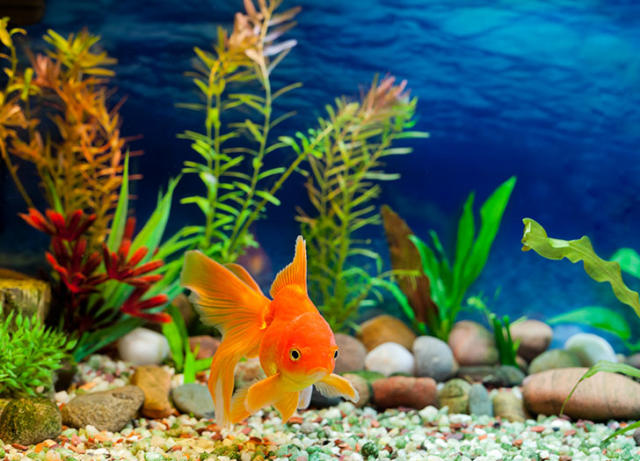 Most popular freshwater fish for aquariums