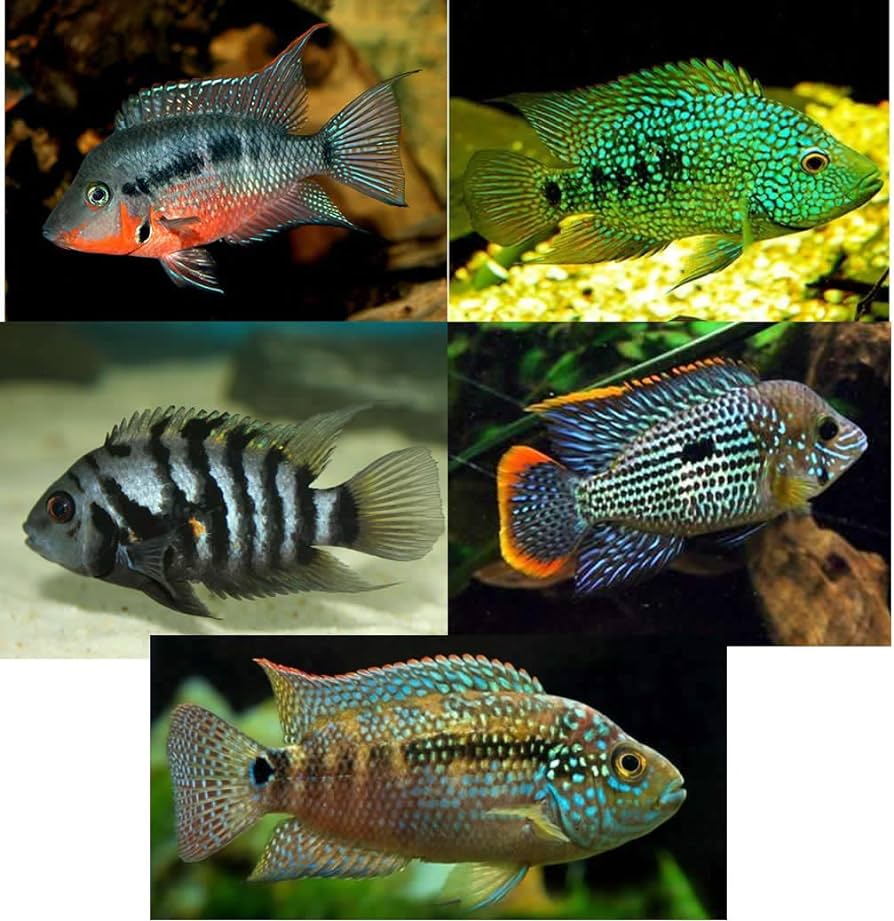how long do cichlid fish live