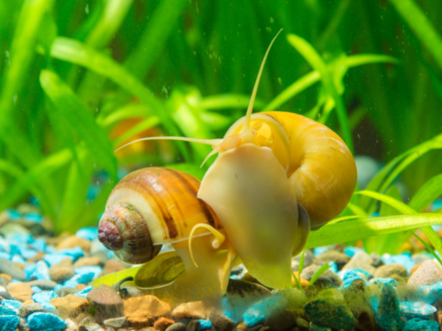snails with betta