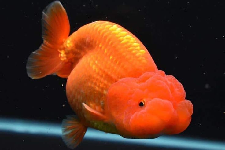 rarest goldfish