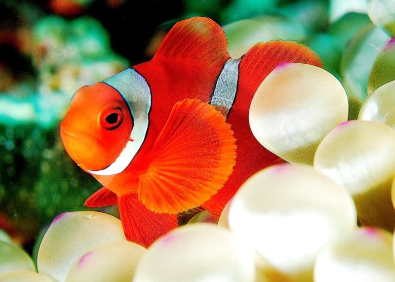 clownfish species