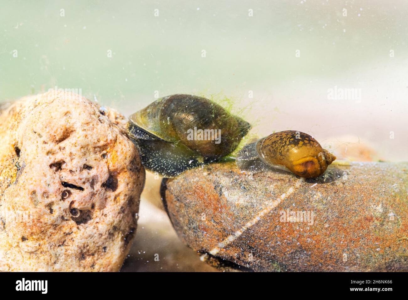 bladder snails