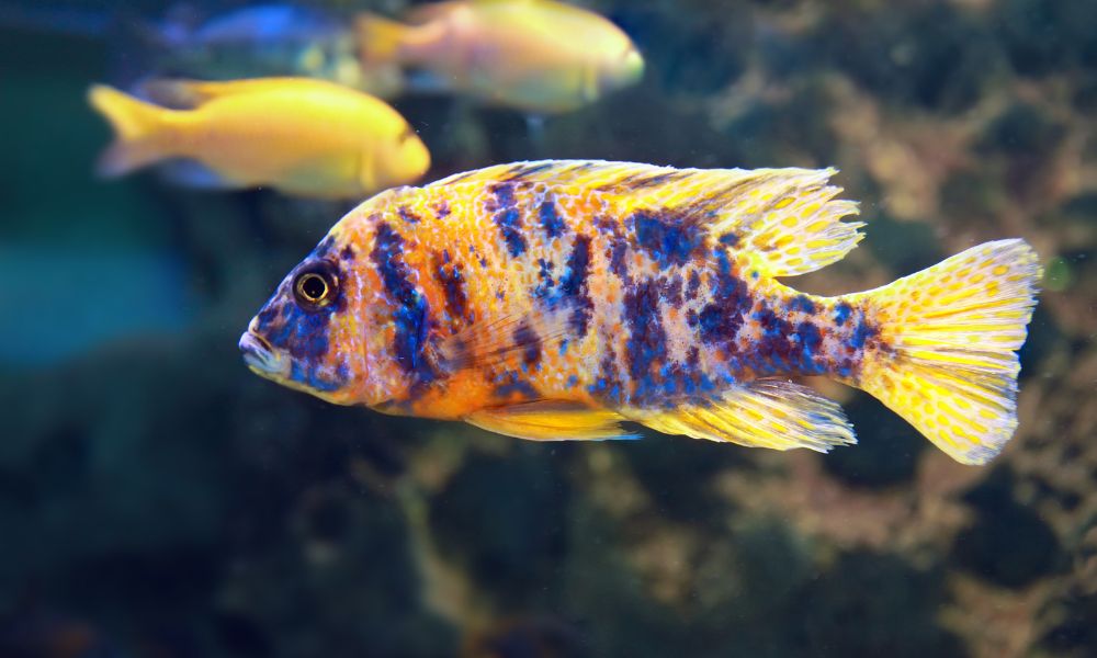 peacock cichlid tank mates