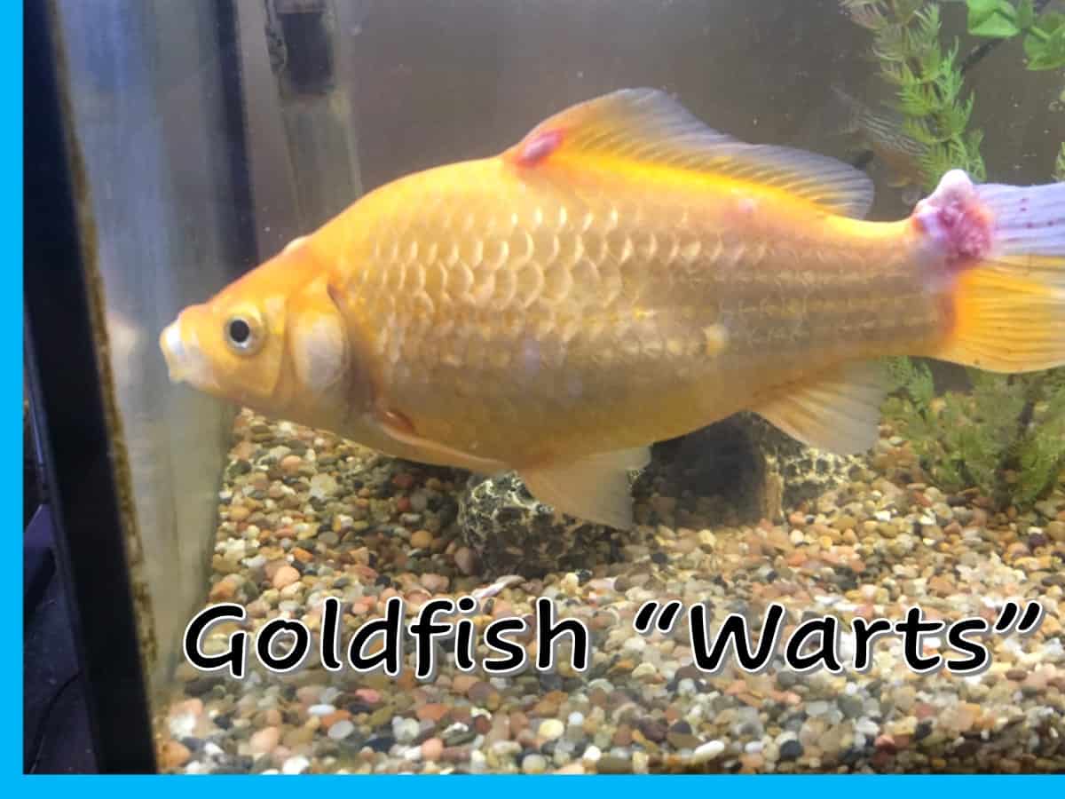 goldfish turning white