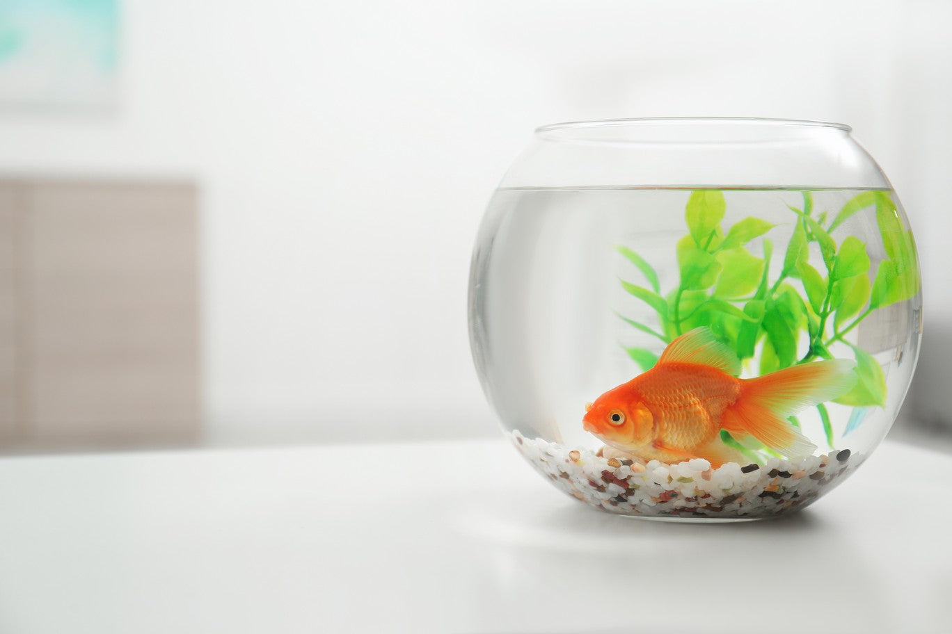 best time to feed goldfish