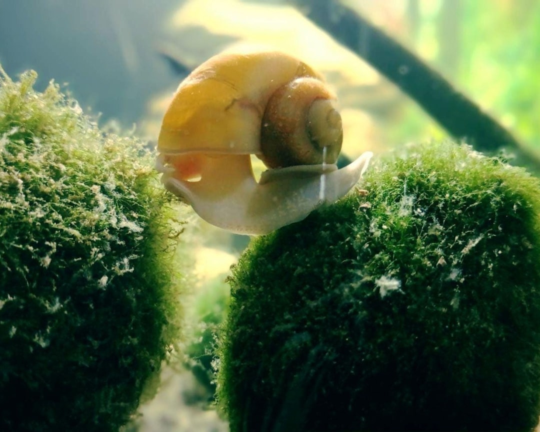 A close-up of a mystery snail