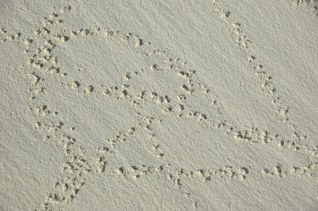 Nerita versicolor (four-toothed nerite snail) feeding trail on aragonite sand beach (San Salvador Island, Bahamas) 2