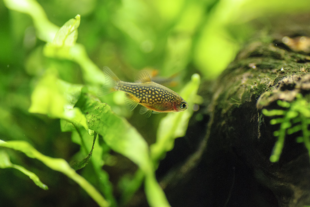 Celestichthys margaritatus (celestial pearl danio)