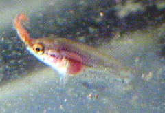 fry with bloodworm