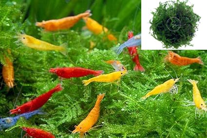 Live Aquarium Java Moss for Aquascaping and Shrimp Habitat