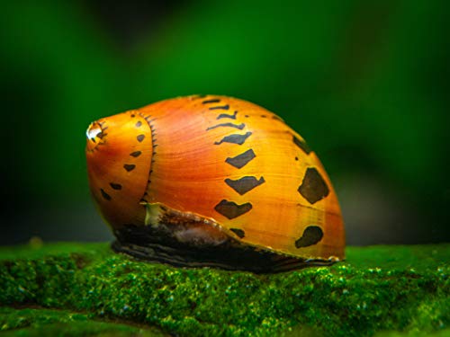 Orange Spotted Nerite Snail