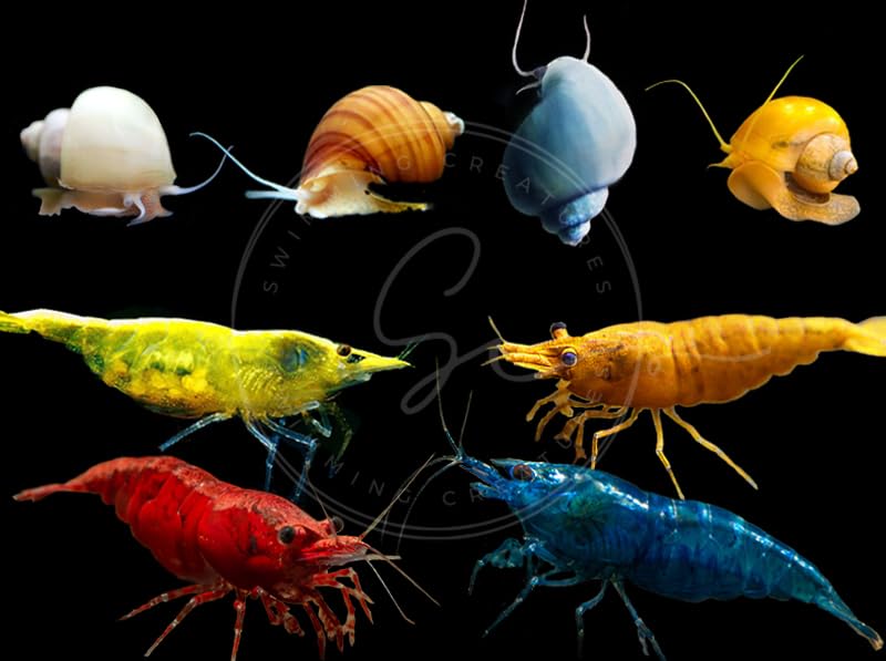 Aquarium Snail and Shrimp Collection Set