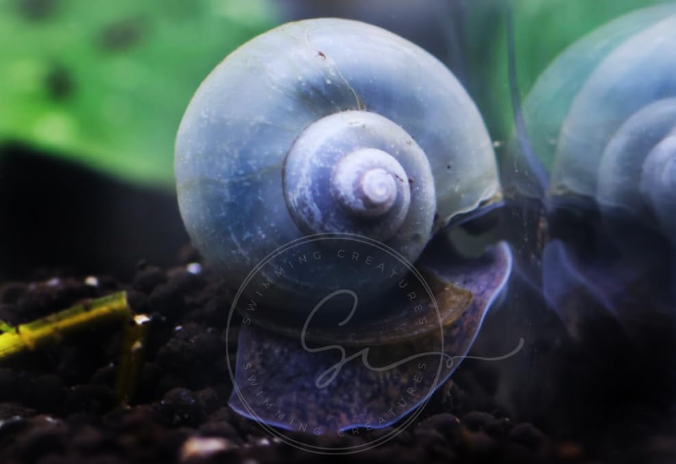 Blue Mystery Snail