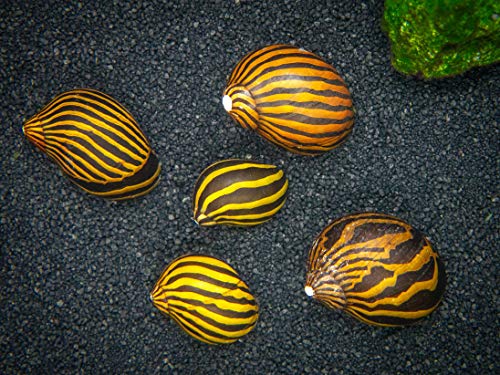 Striped Nerite Snails for Freshwater Aquariums