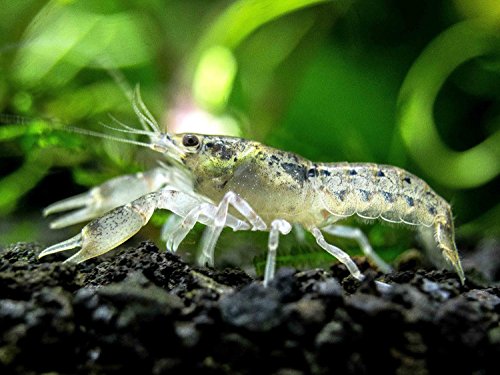 Freshwater Dwarf Crayfish Aquarium Pet