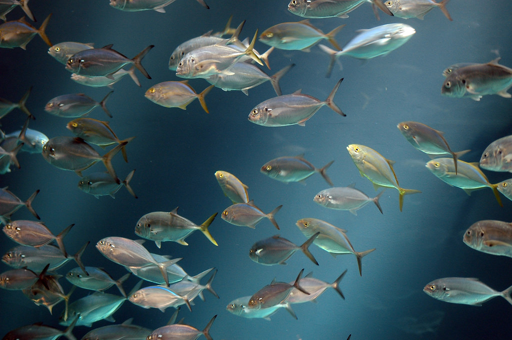 Georgia Aquarium Fish