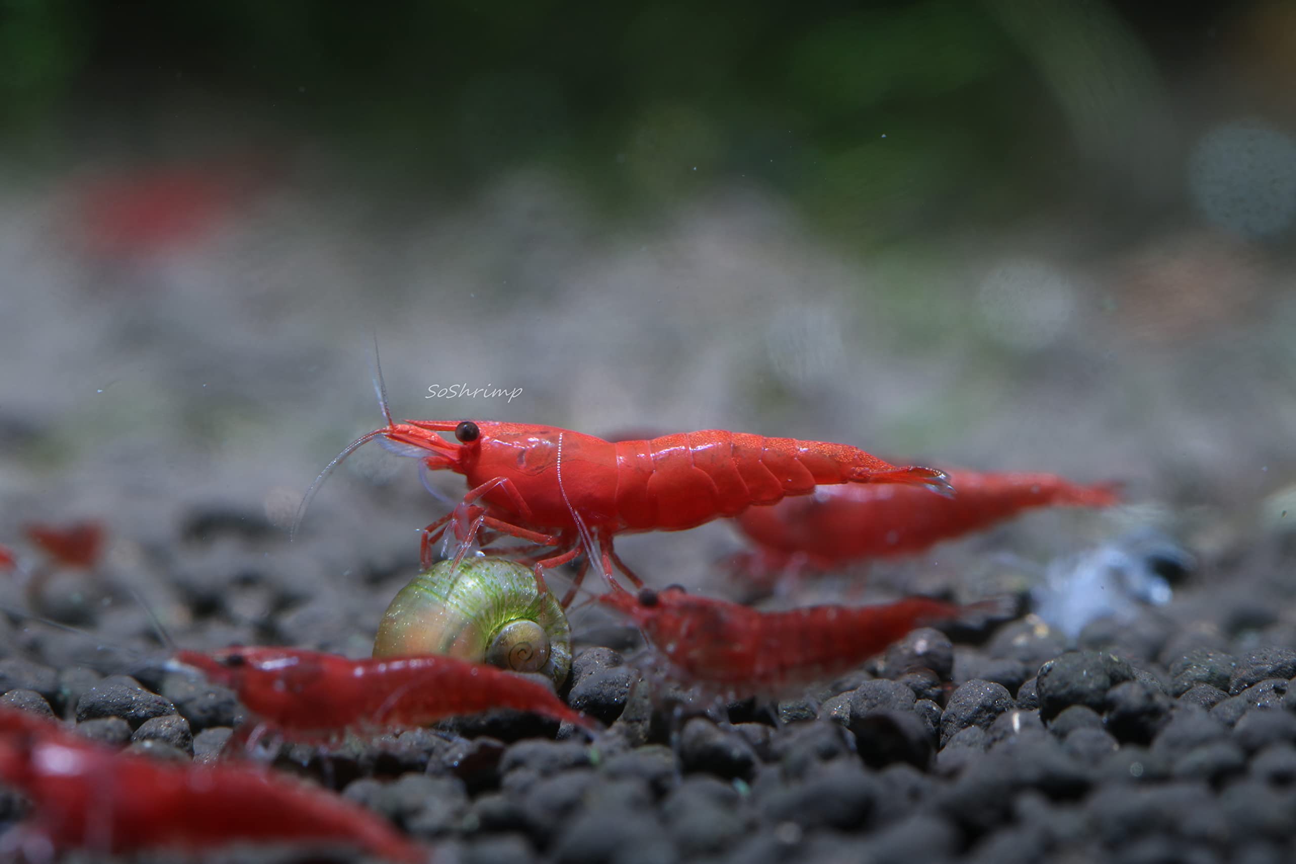 Red Cherry Shrimp Live Aquarium Pet