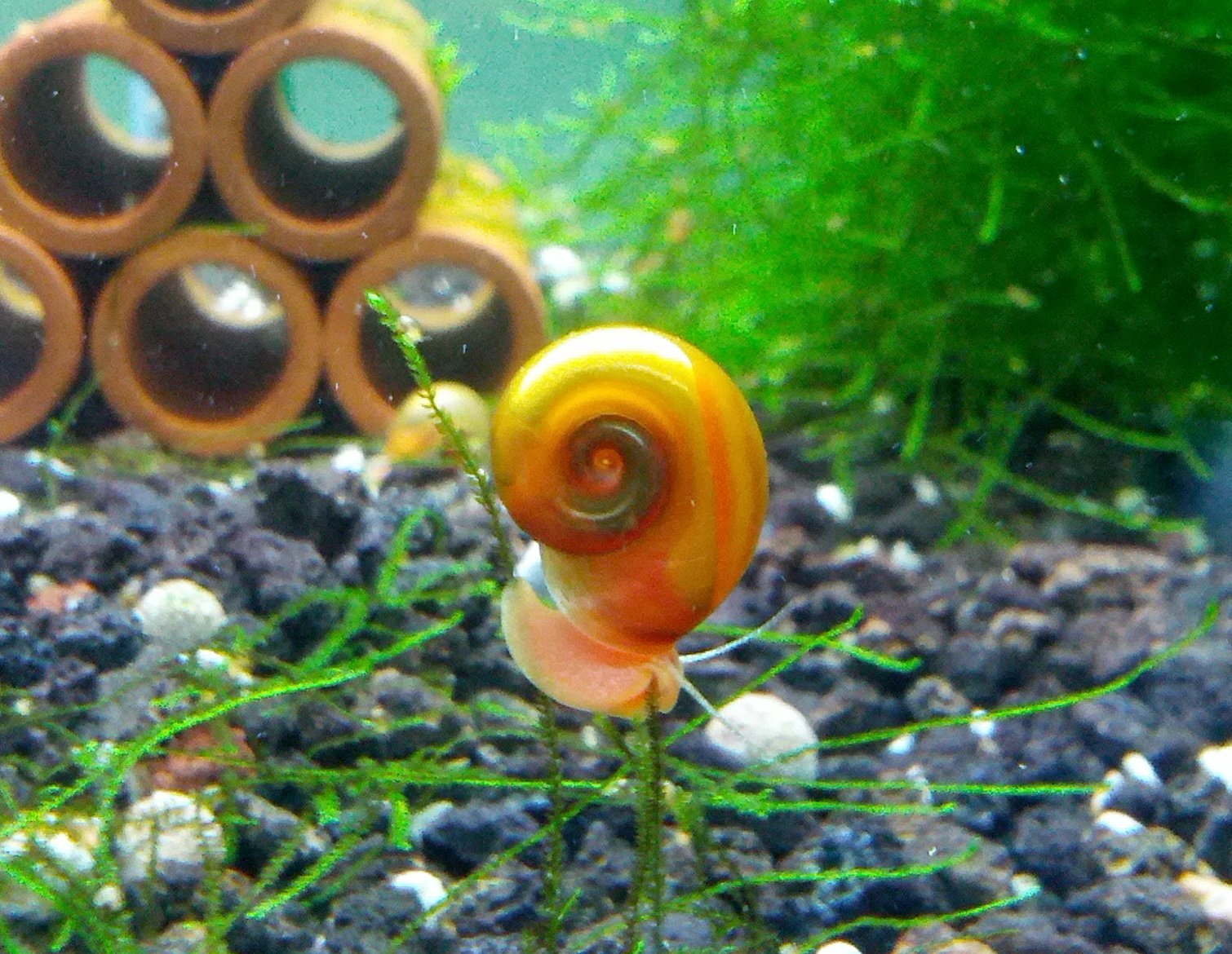 Mystery Snail for Aquariums