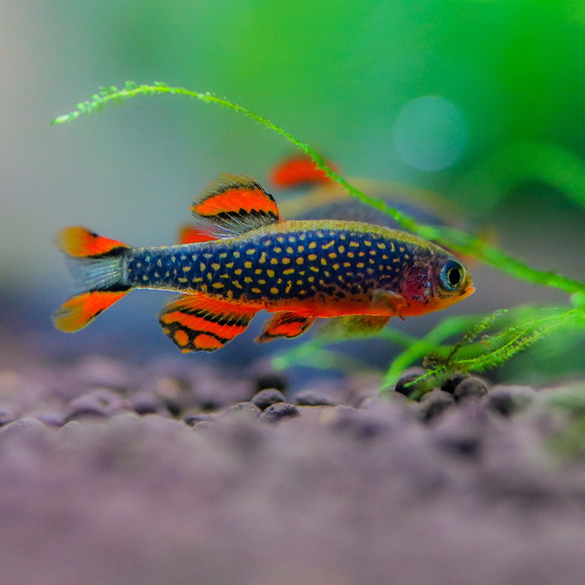 Celestial Pearl Danio Aquarium Fish