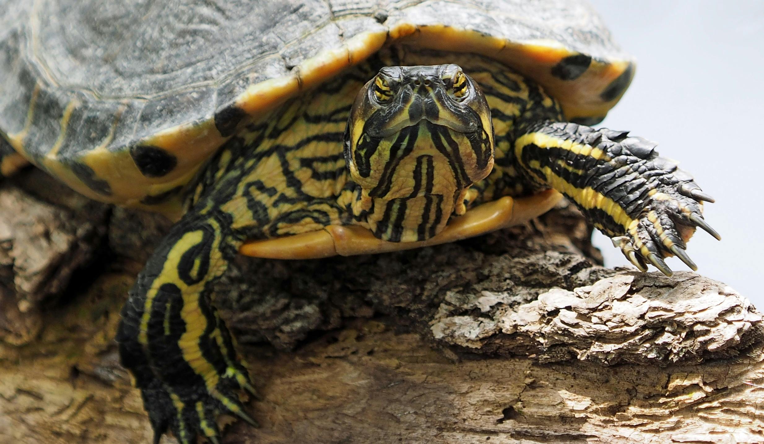 How To Tell If A Turtle Is Male Or Female: Expert Tips - Pet Fish Plants