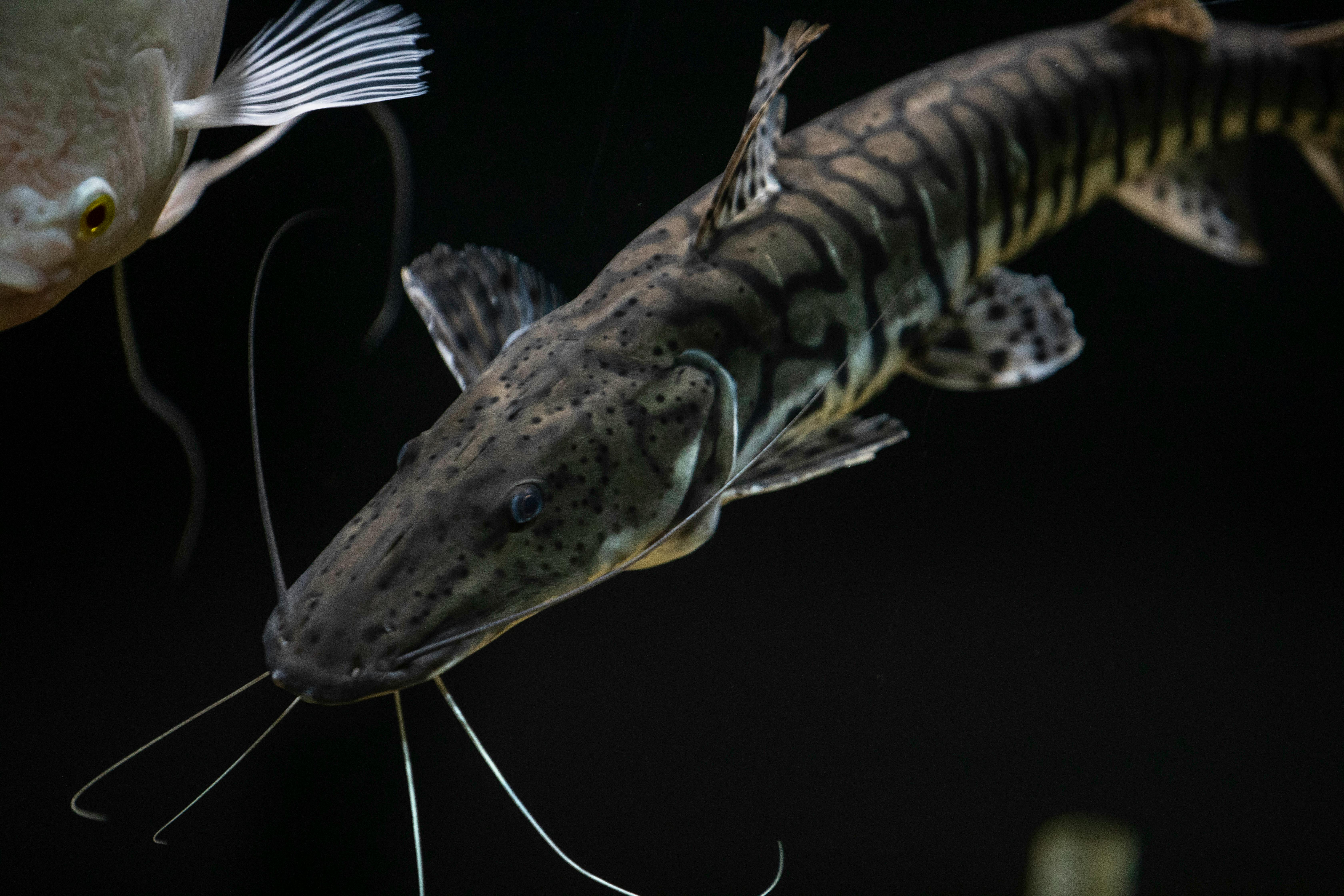 Detailed close-up of a Tiger Shovelnose Catfish swimming gracefully in its natural underwater habitat.