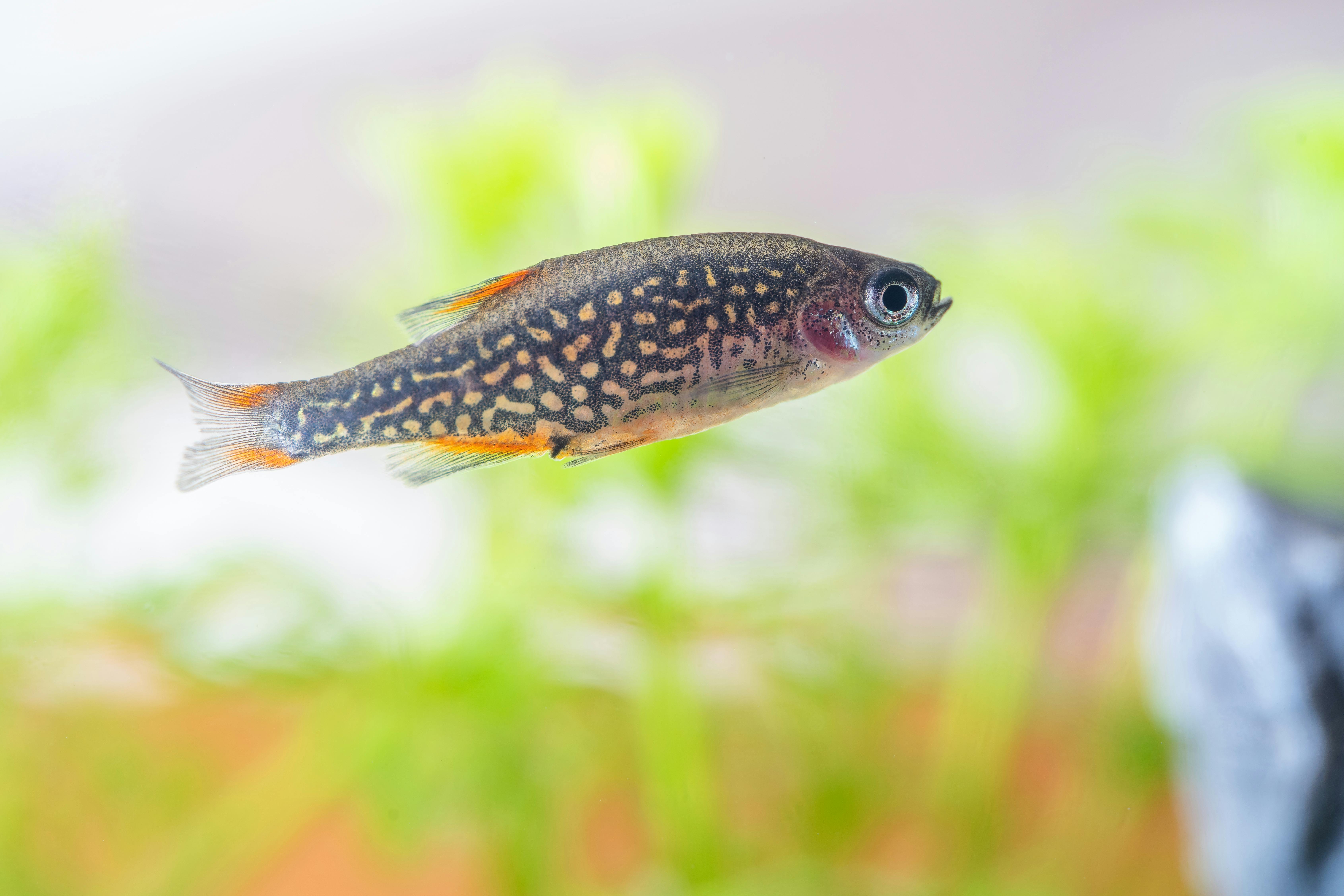 Vivid close-up image of a colorful danio fish swimming underwater.