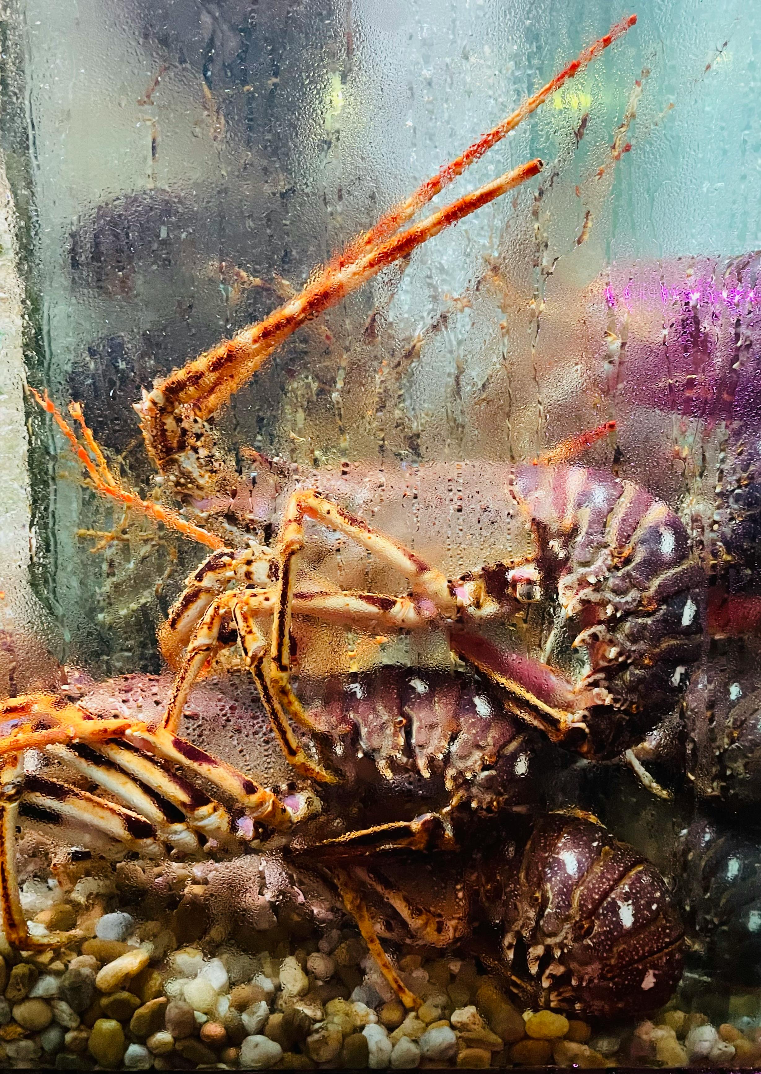 Vibrant lobsters in a steamy aquarium, showcasing detailed marine life in a glass tank.