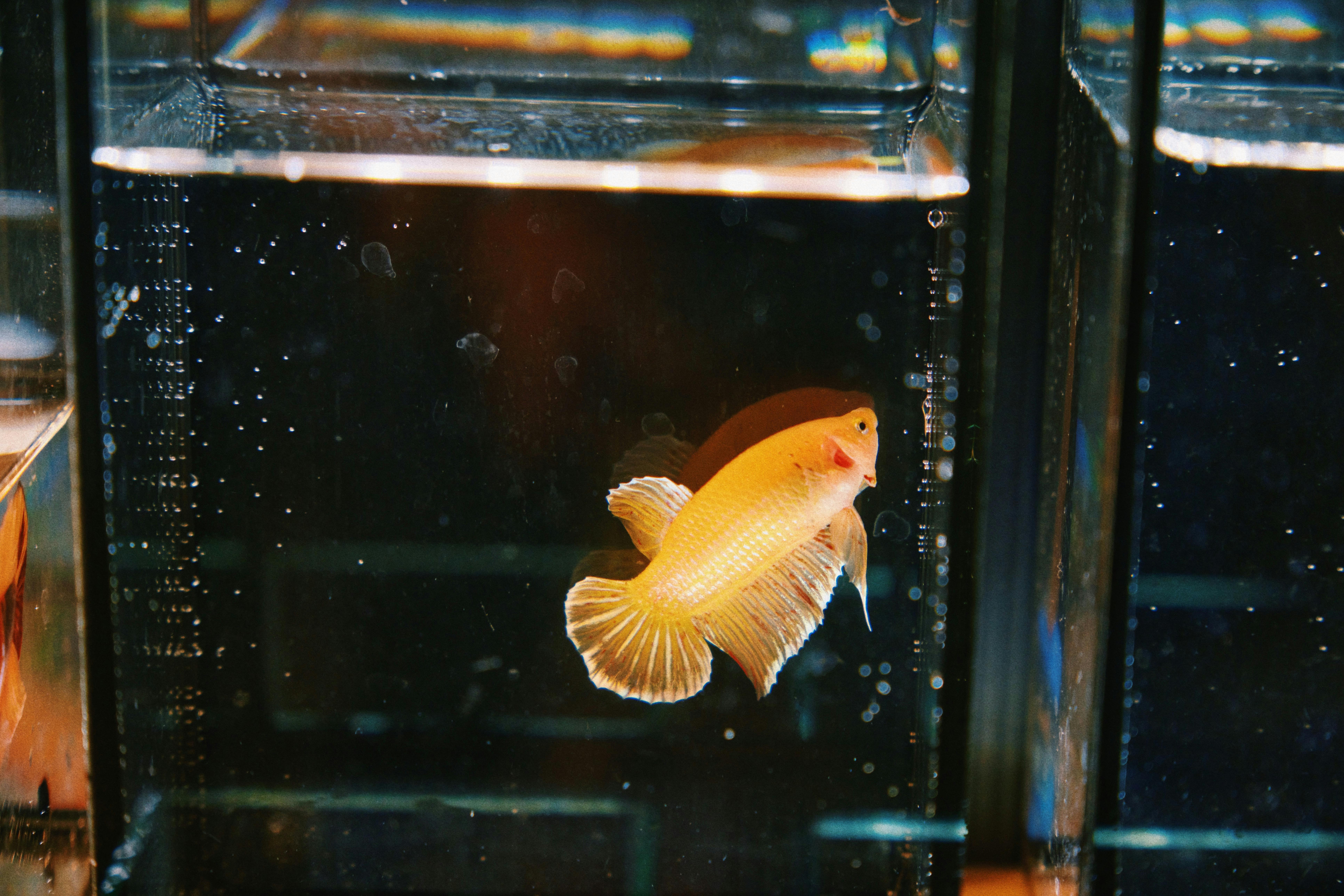 A vibrant yellow Betta fish swims gracefully in a glass aquarium tank.