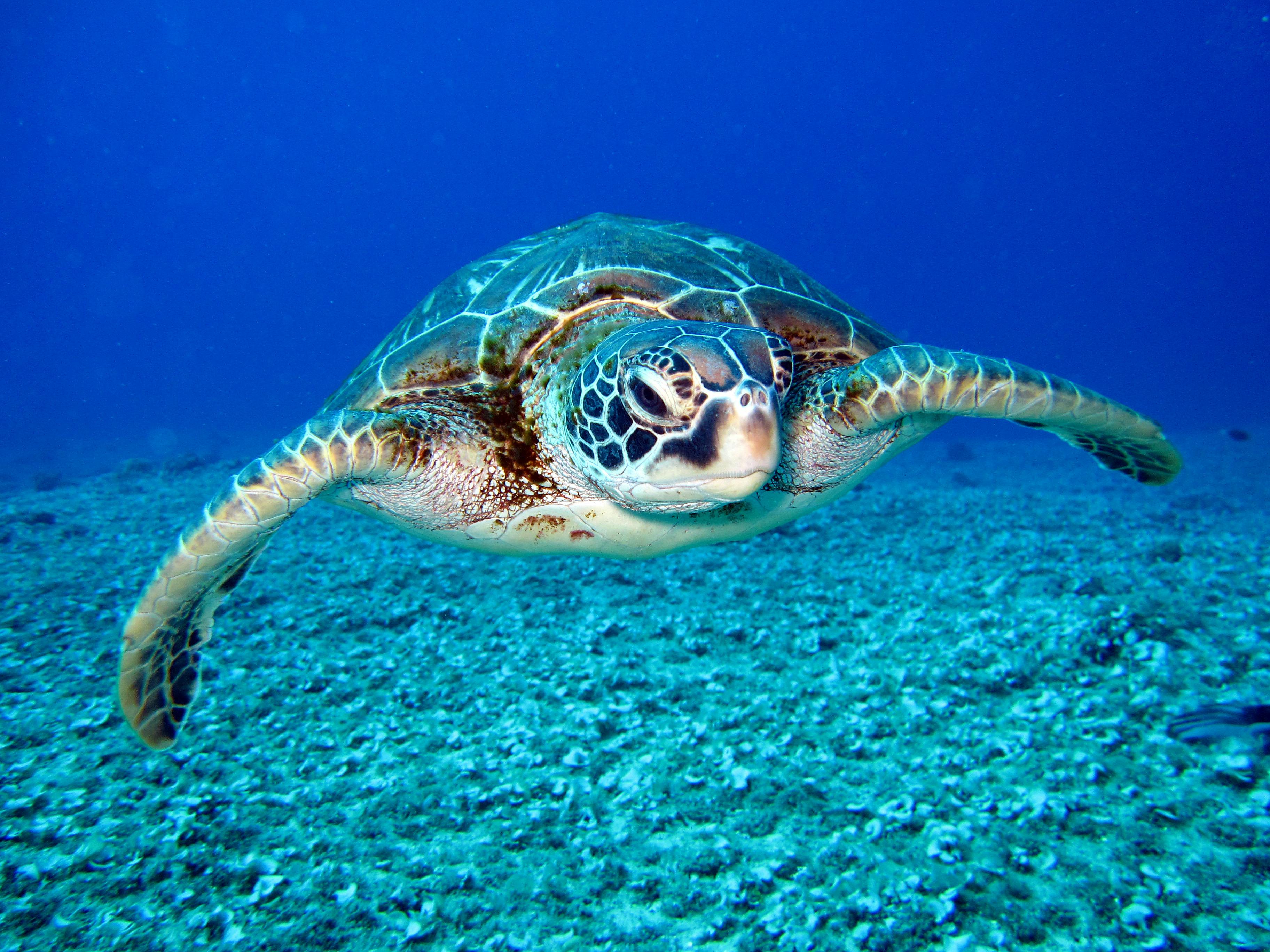 Close-up of a sea turtle gracefully swimming underwater, showcasing marine life in its natural habitat.