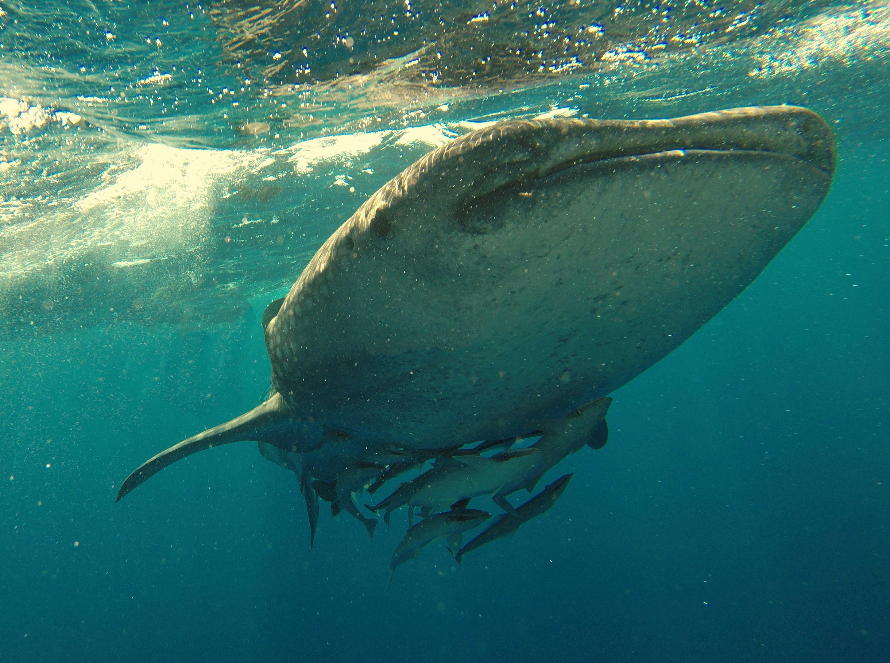 Capture of a whale shark gliding through the ocean with accompanying fish.