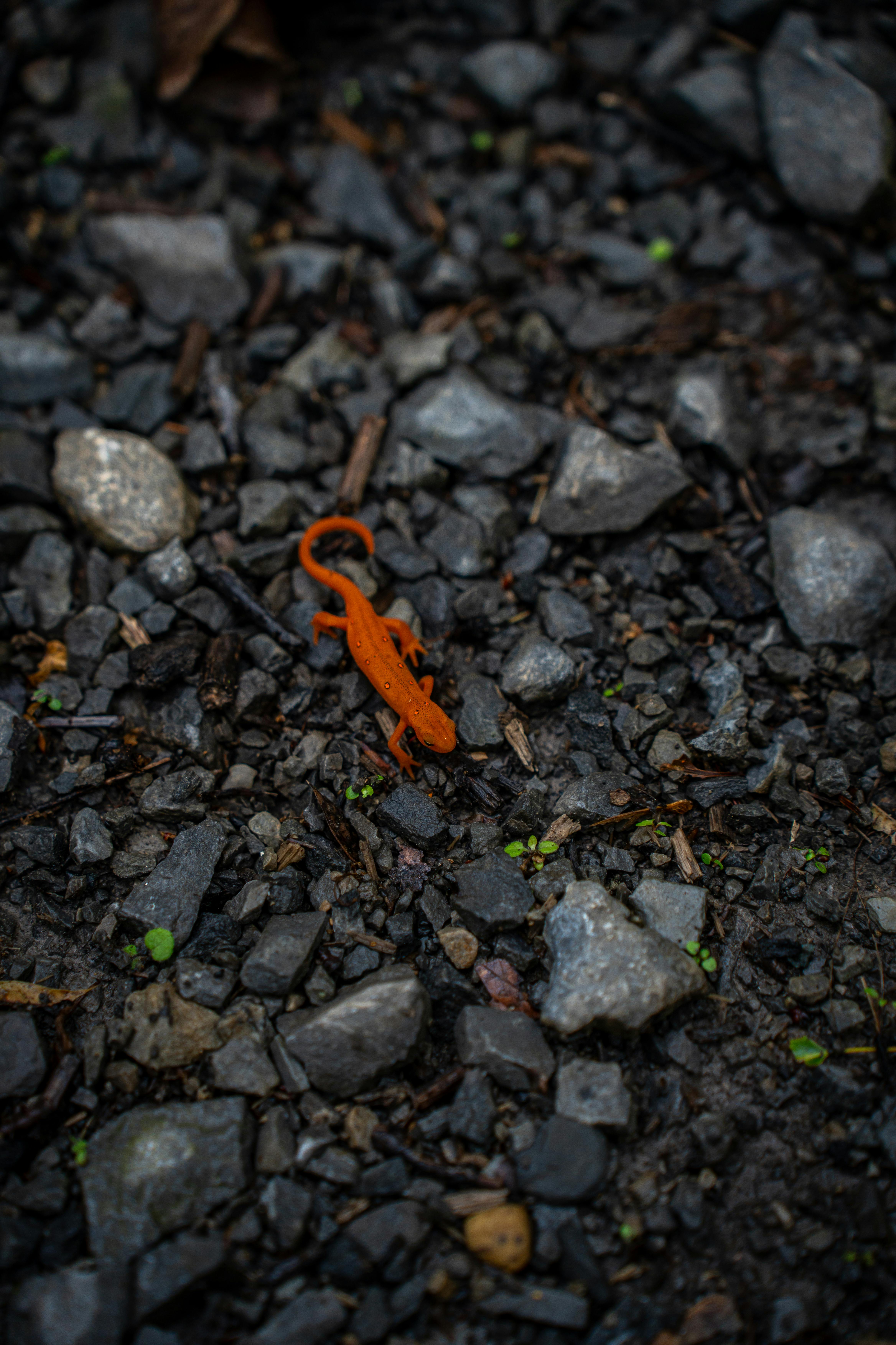 Bright red Eastern Red-Spotted Newt on wet gravel with stones and greenery.