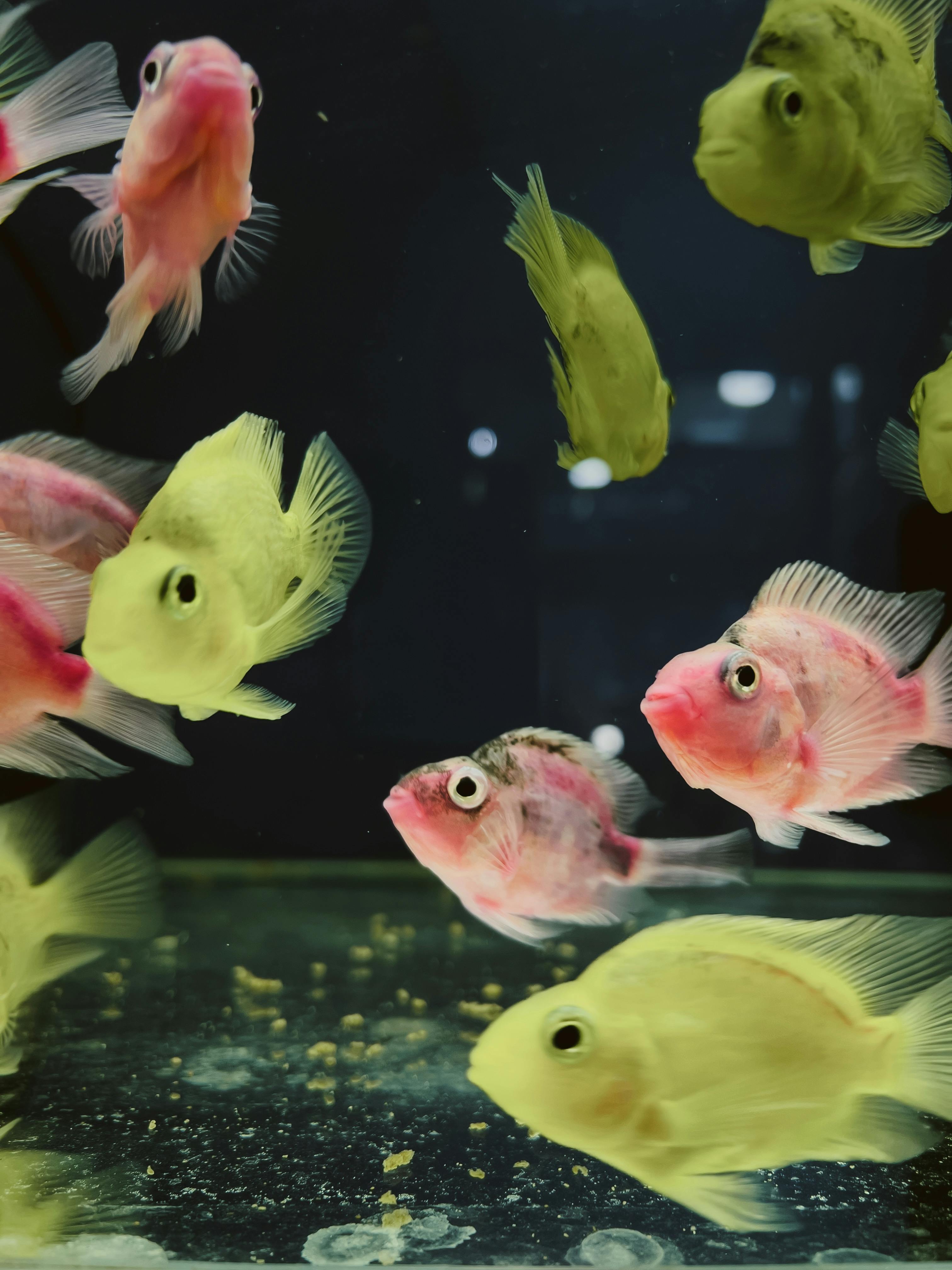 Colorful cichlid fish swimming in an aquarium, showcasing vibrant colors and decorative tank.