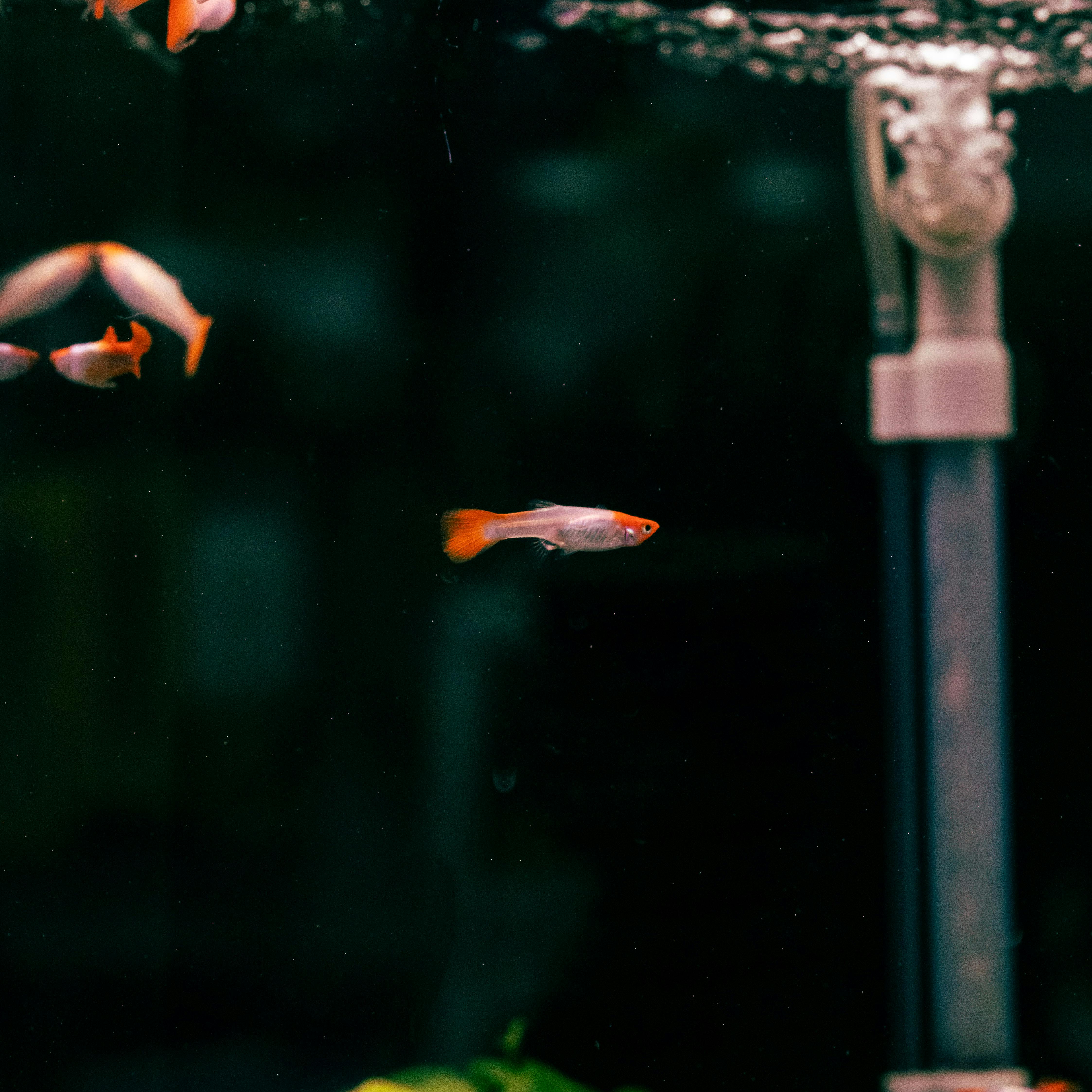 Colorful guppy fish swimming gracefully in an aquarium tank, showcasing vibrant aquatic life.