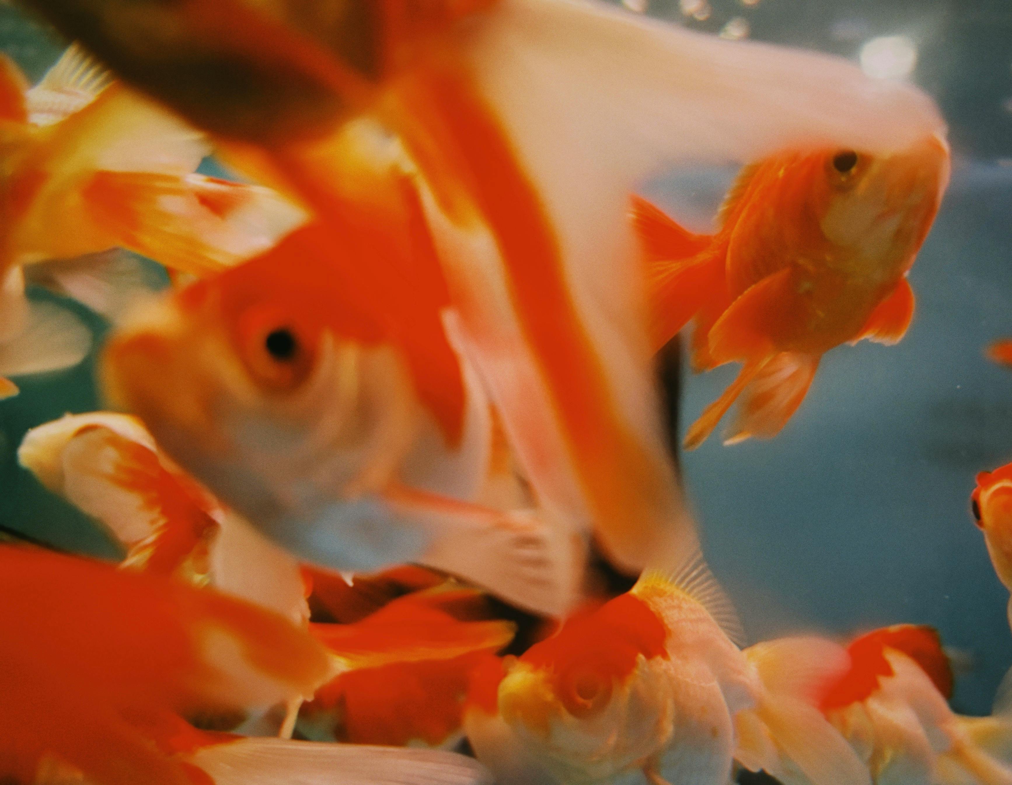 Close-up of vibrant goldfish swimming in an aquarium, showcasing their vivid colors and graceful movements.