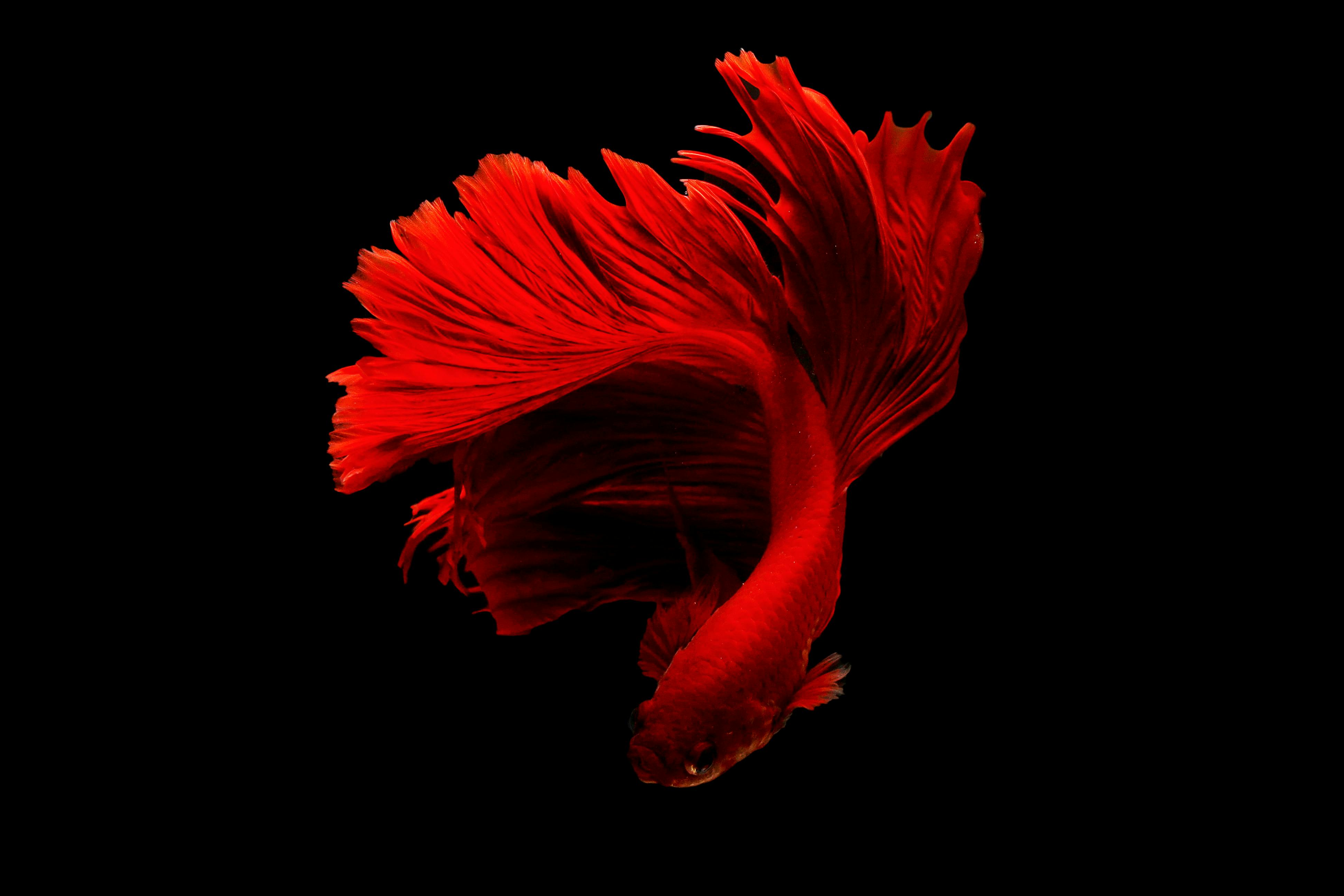 Stunning close-up of a red Betta fish with flowing fins on a black background.