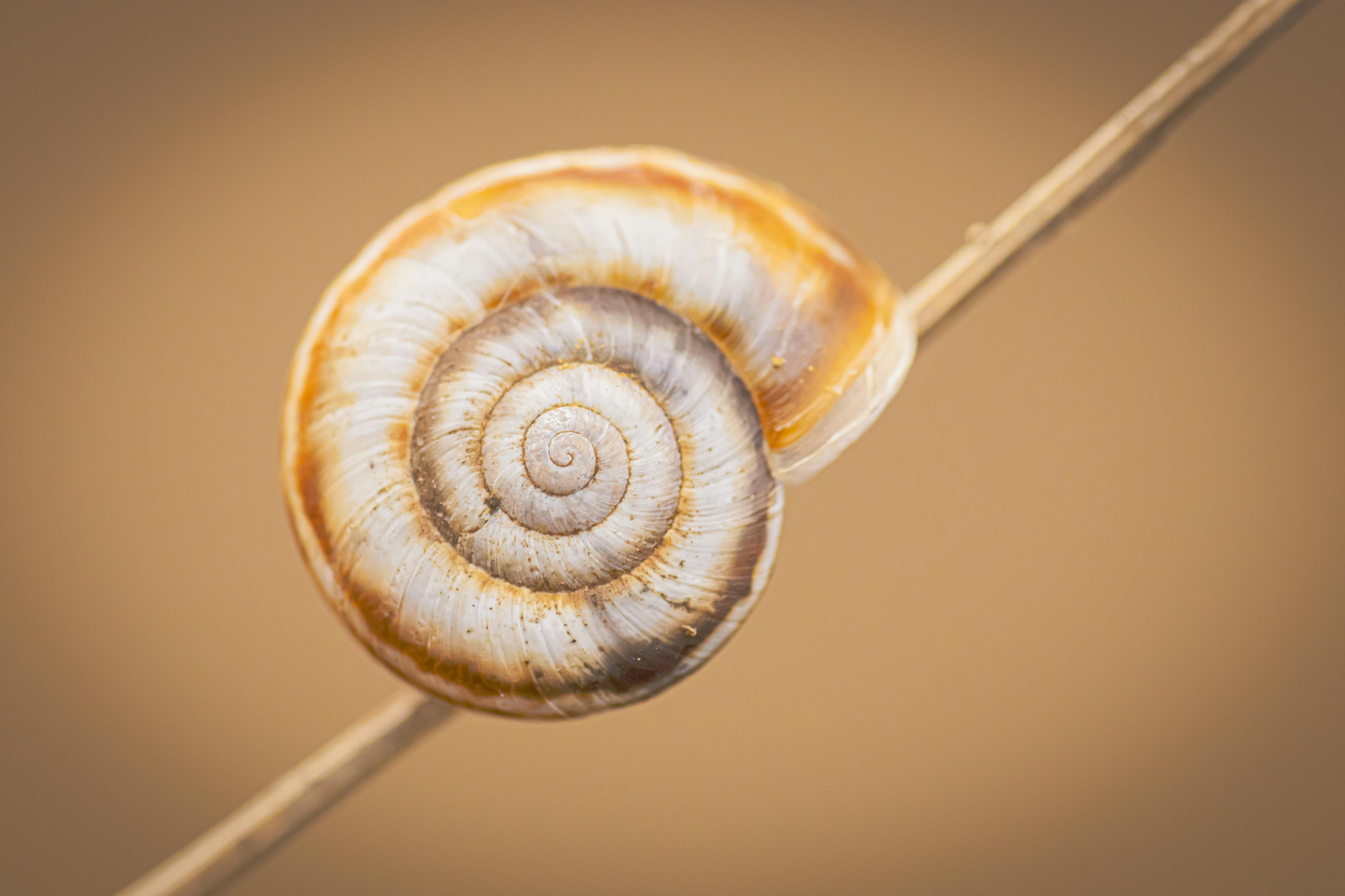 Detailed close-up of a spiral snail shell perched on a twig against a neutral background.