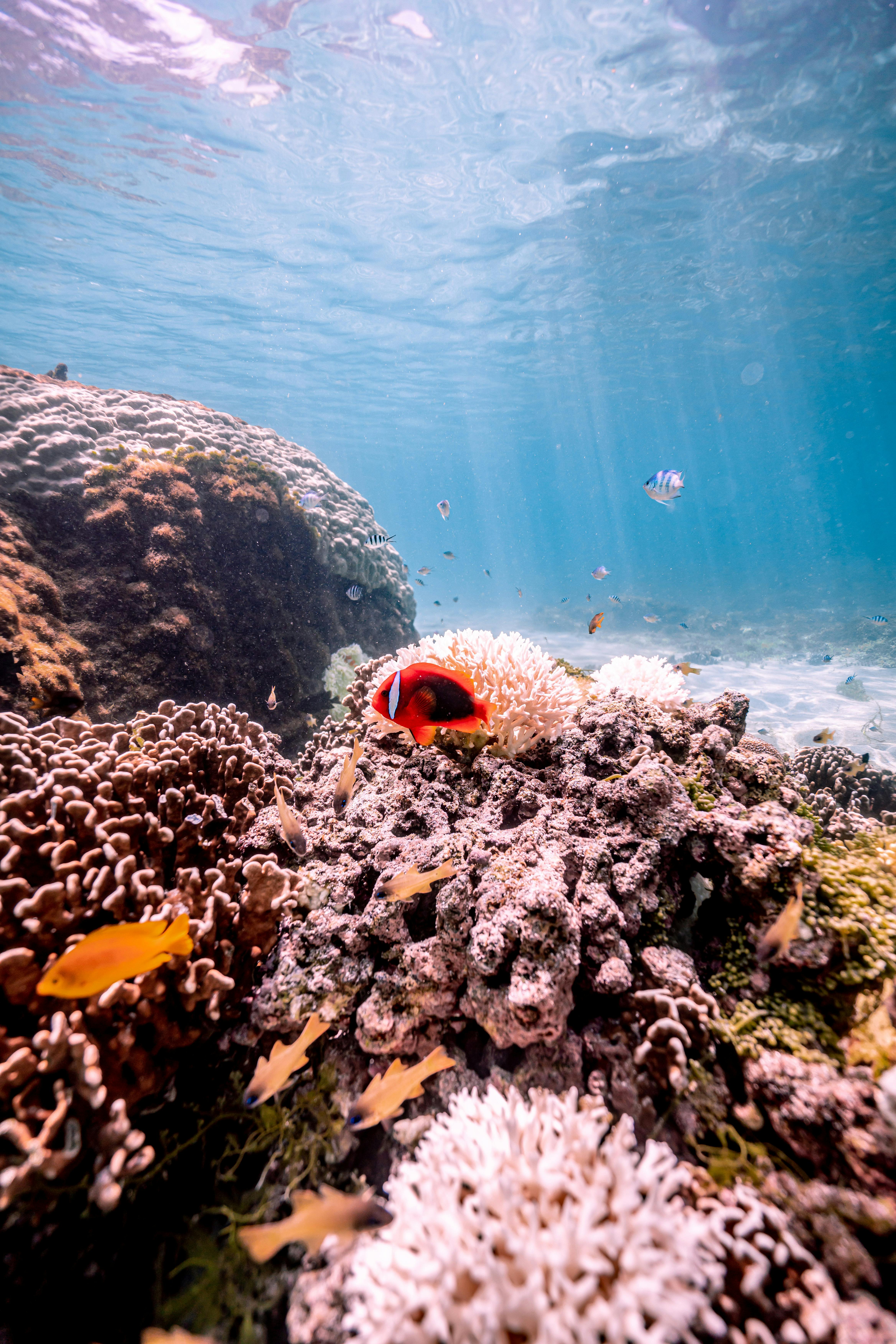 freediving 