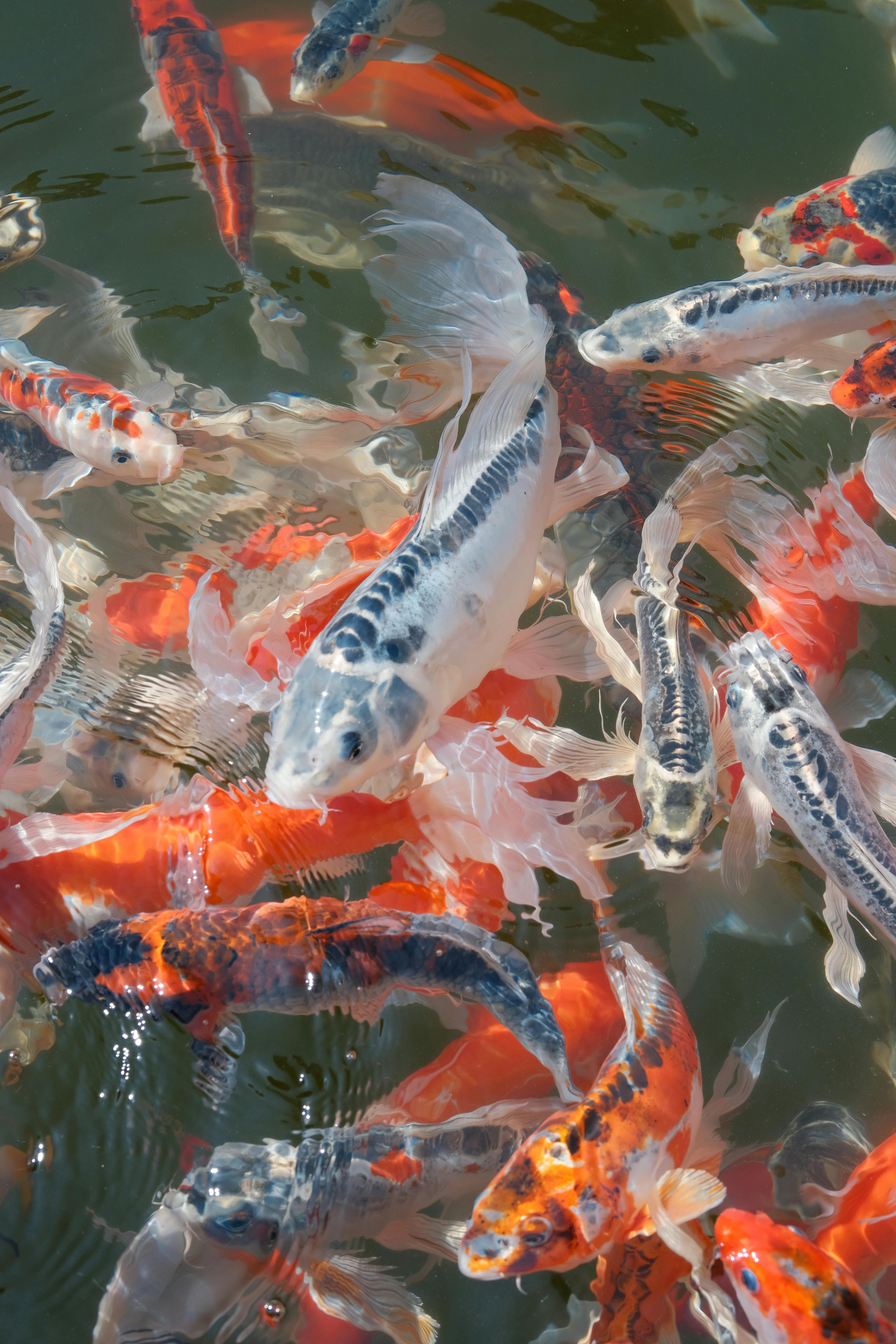 Colorful koi fish swimming gracefully in a serene garden pond, showcasing calmness and tranquility.