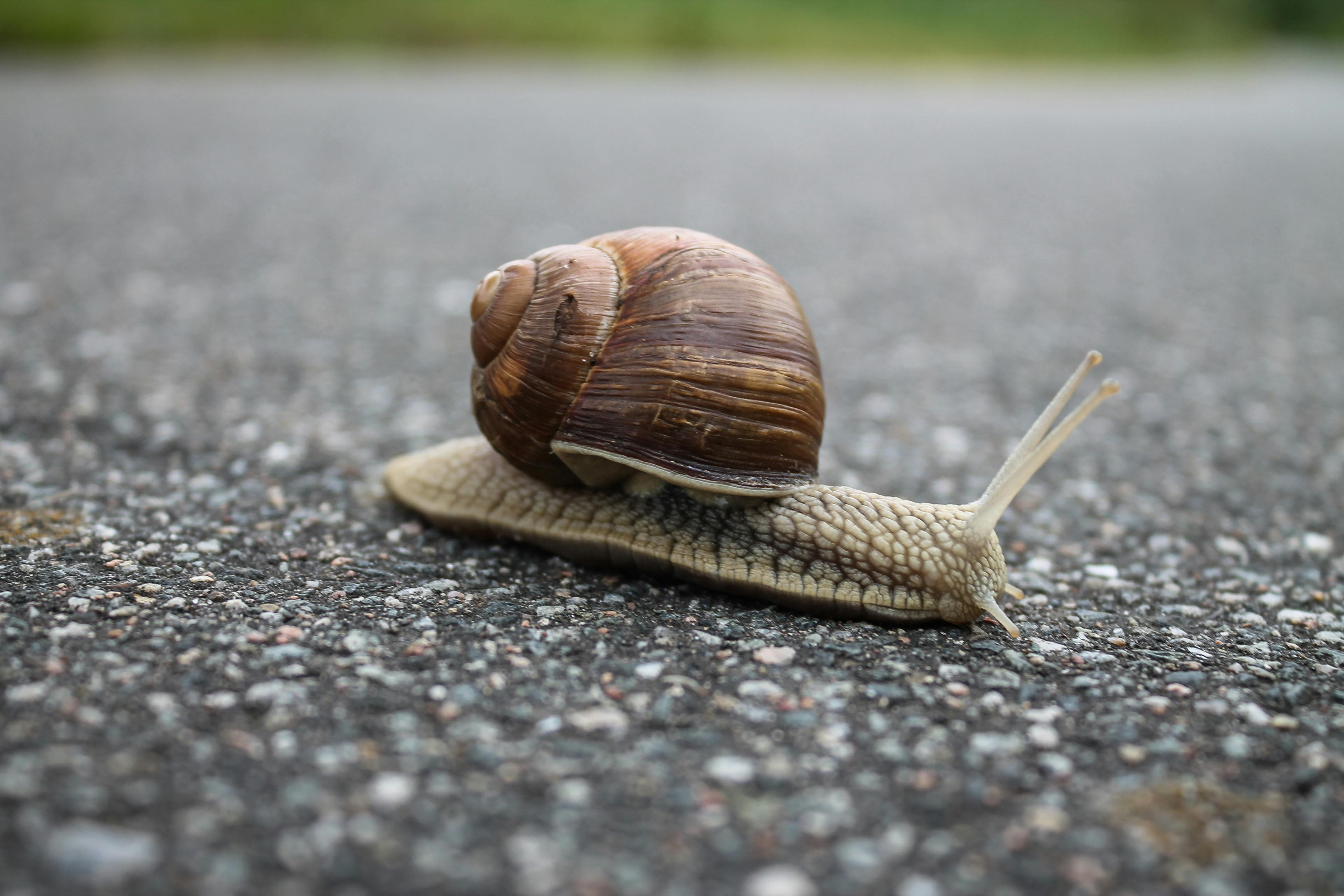 Macro shot of a snail with a spiral shell moving slowly across an asphalt road.