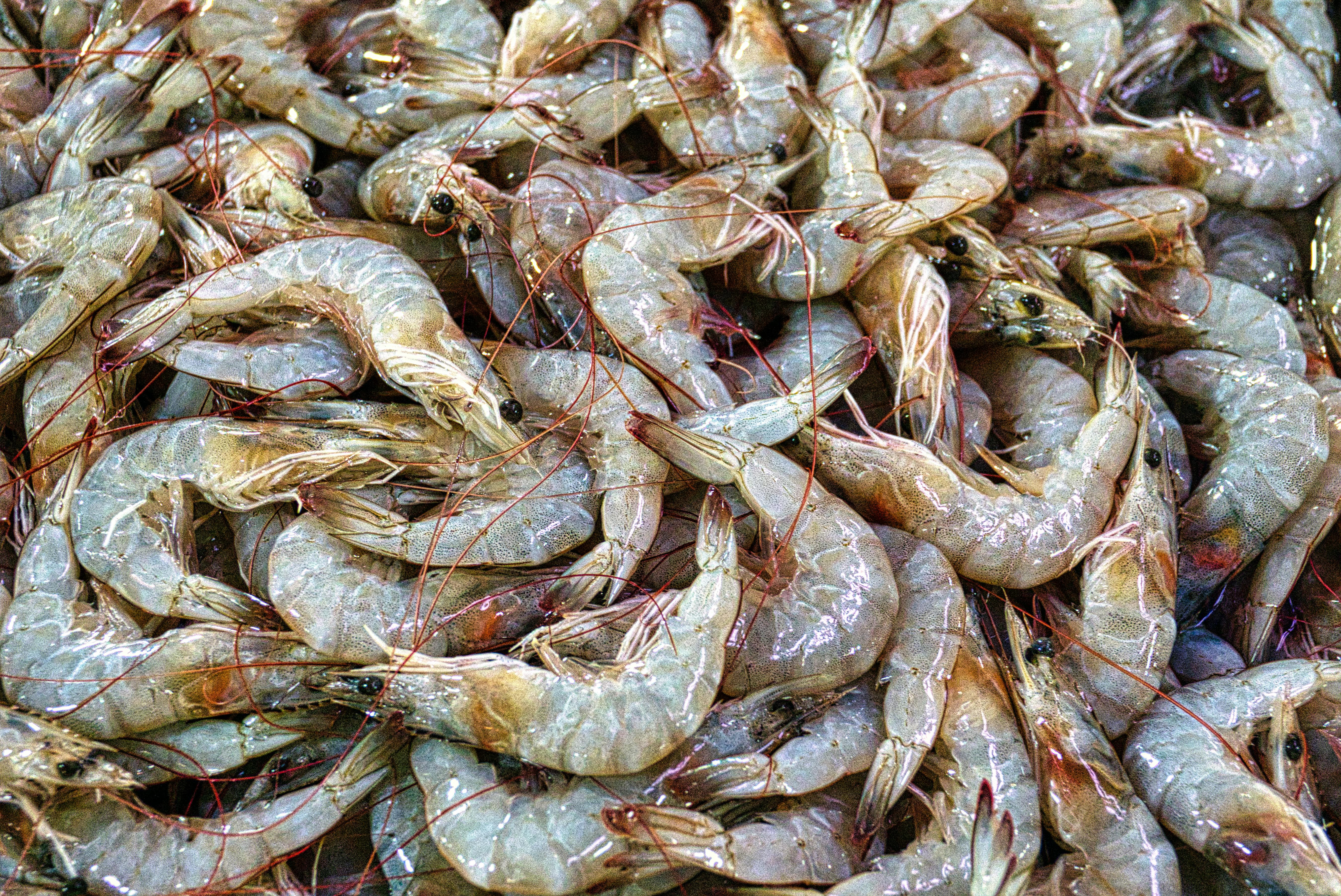 A close-up of fresh raw prawns displayed at a seafood market in Banten, Indonesia.