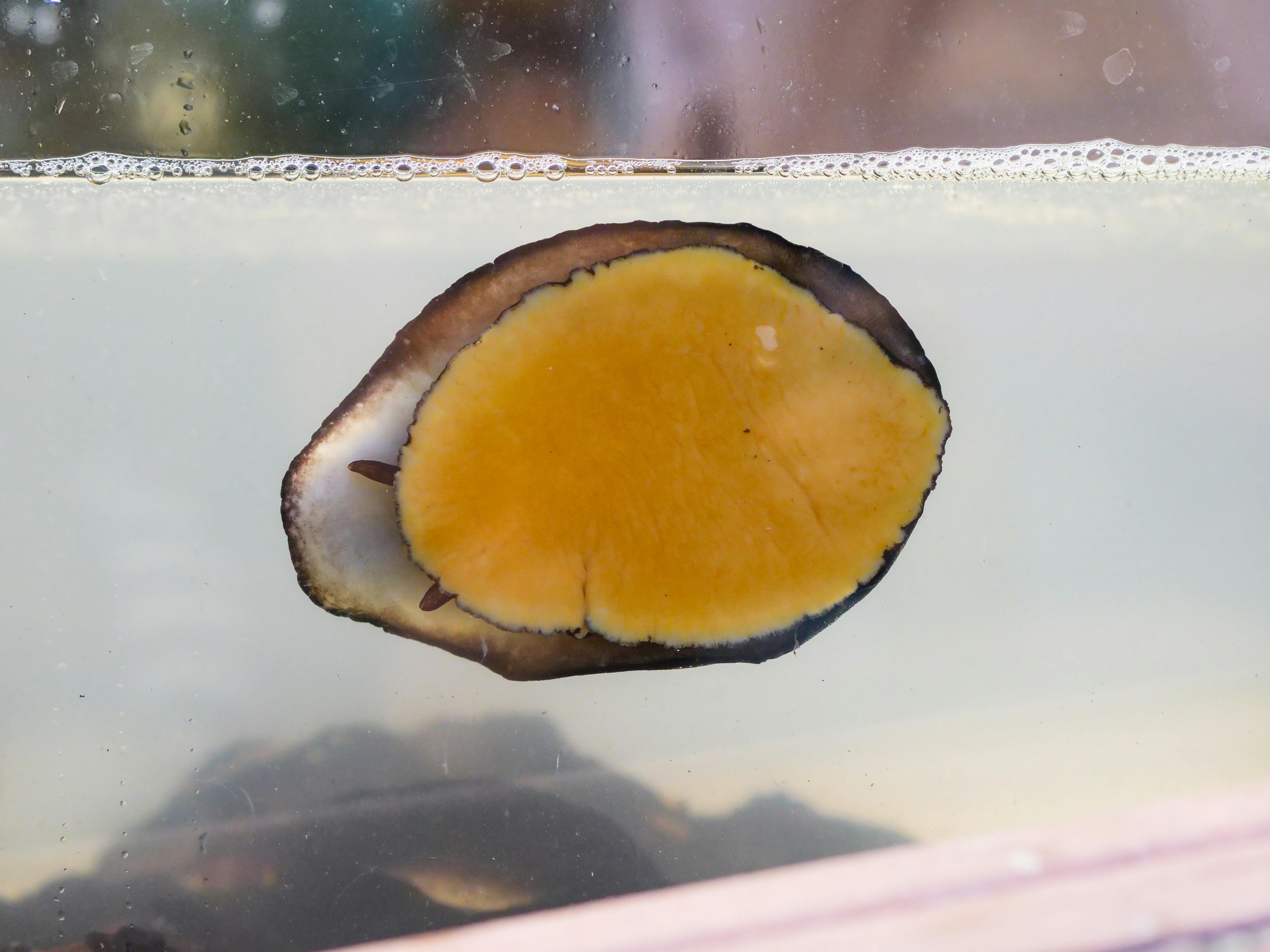 Vibrant abalone in aquarium exhibiting natural colors and textures.